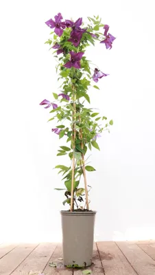 Produktbild von Clematis viticella 'Etoile Violette', Waldrebe, violett, 40–60 cm