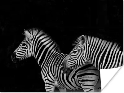 Produktbild von MuchoWow® Poster Zebra - Weiß - Tiere - Schwarz 120x90 cm - Wandbild