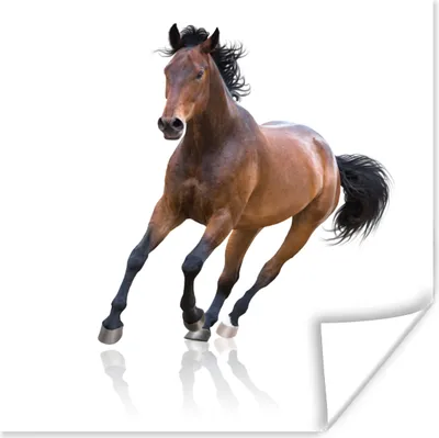 Produktbild von MuchoWow® Poster Pferd - Braun - Weiß 50x50 cm - Wohnzimmerdekoration
