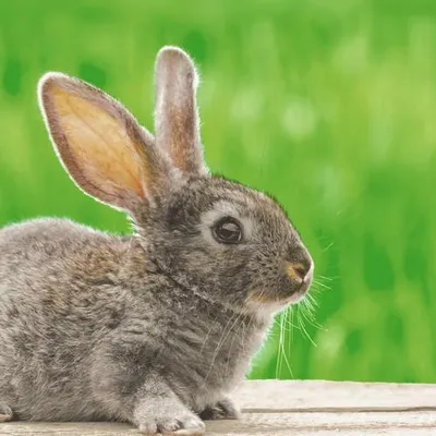 Produktbild von 20 Servietten Bunny in grass - Hase vor Graslandschaft 33x33cm