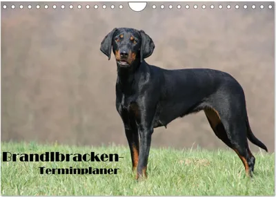 Produktbild von Der Brandlbracken-Terminplaner (Wandkalender 2025 DIN A4 quer), CALVENDO Monatskalender