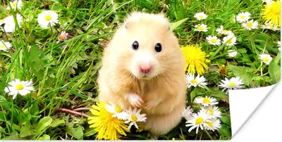 Produktbild von MuchoWow® Poster Hamster zwischen Blumen 120x60 cm - Bild