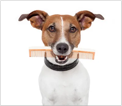 Produktbild von Spritzschutz Herdabdeckplatte Schneidebrett aus Glas Hund mit Kamm  1-Teilig (60x52cm)