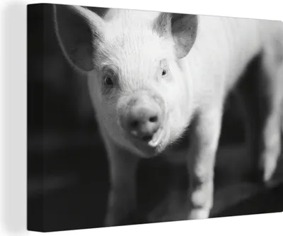 Produktbild von OneMillionCanvasses® - Leinwandbilder - 140x90 cm, Nahaufnahme eines Schweins - schwarz und weiß, Wandbilder Kunstdruck Wanddekoration