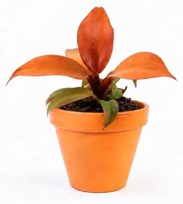 Obrázok produktu pre Philodendron McColley's Finale od spoločnosti Gardners, priemer 6 cm