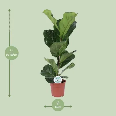 Produktbild von Ficus Lyrata Geigen-Feige Ø17cm ↕60cm Luftreinigende Zimmerpflanze Pflegeleicht