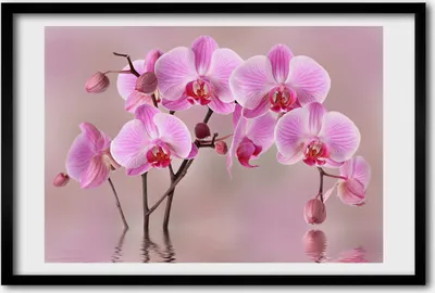 Produktbild von Bild 60x40 MDF-Rahmen, Wandkunst rosa Orchidee