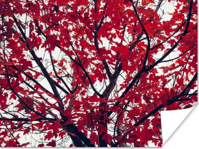 Produktbild von MuchoWow® Poster Ahorn - Blätter - Herbst - Natur 120x90 cm - Wandbild