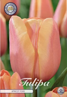 Artikelbild 2 von 'Tulpe Apricot Foxx (10 Stück)' aus der Kategorie Tulpenzwiebeln
