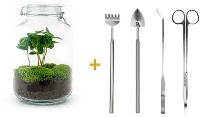 Produktbild von Flaschengarten Mason Jar DIY-Pflanzenterrarium 28 cm mit Kaffeepflanze incl. Rechen, Schaufel, Pinzette und Schere