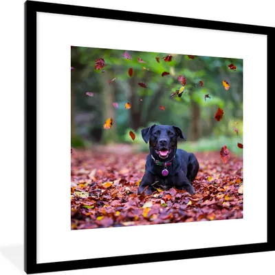 Produktbild von MuchoWow® Gerahmtes Poster Schwarzer Labrador Retriever inmitten schöner Herbstblätter liegend 40x40 cm - Poster mit Schwarzem Bilderrahmen Wandposter Rahmen Foto Bilder - Poster - Plakat im Rahmen
