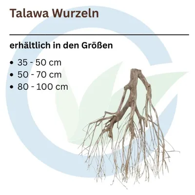 Produktbild von Talawa Wurzel XXL 80-100 cm