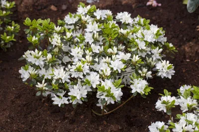 Produktbild von Rhododendron obtusum 'Kermesina Alba', weiß, 15–20 cm