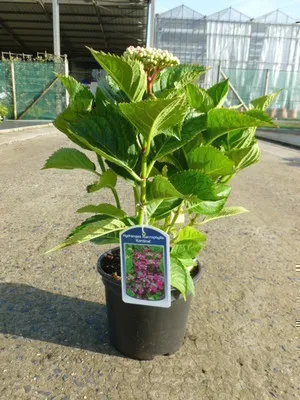 Image de Hydrangea macr. 'Kardinal' - Hortensias en conteneur 25- 30 cm