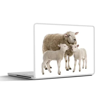 Produktbild von MuchoWow® Laptop Aufkleber Sticker Cover Schafe - Tiere - Lamm 30x22 cm - Laptop-Sticker