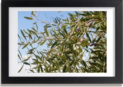 Produktbild von Bild 30x20 MDF-Rahmen, Wandkunst Olive