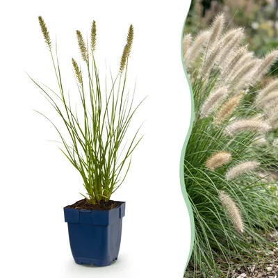 Immagine prodotto di Pennisetum alop. Hameln - Erba del lustracandele - Con pannocchia - Verde - 24 piante - 15-25cm - Ø11cm - Pianta da giardino