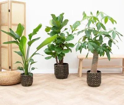 Obrázek produktu pro Sada zelených rostlin, výška 70–160 cm