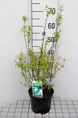 Obrázok produktu pre Philadelphus 'Manteau d'hermine' - Gartenjasmin 40- 50 cm - Kontajner