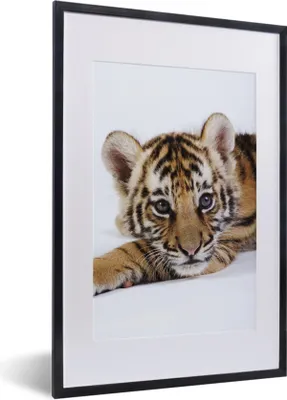Produktbild von MuchoWow® Gerahmtes Poster Tiger - Jungtier - Wildtier 40x60 cm - Poster mit Schwarzem Bilderrahmen Wandposter Rahmen Foto Bilder - Poster in Rahmen