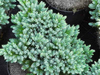 Produktbild von Juniperus sqamata Blue Star - Blauer Zwerg-Wacholder - 25-30