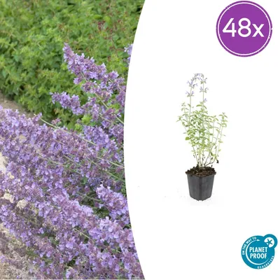 Image de Nepeta 'Walker's Low' | 48 pièces - 10-25cm - Ø9cm - Plante de jardin