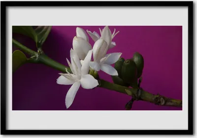 Produktbild von Bild 70x50 MDF-Rahmen Wandkunst Blumen Natur Pflanze Shoots