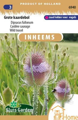 Produktbild von Samen der Großen Kardenblume: Eine beeindruckende zweijährige Pflanze mit violetten Blüten, die Bienen und Schmetterlinge anzieht. Perfekt für einen artenreichen und auffälligen Garten