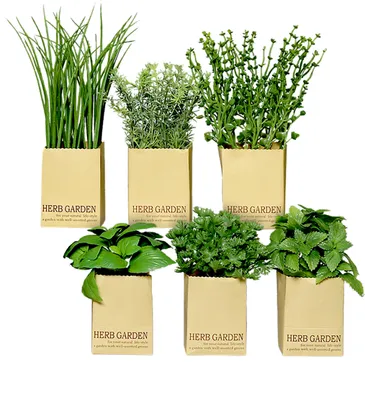 Produktbild von Künstliches Kräuter Sortiment - 6er Set - Kunstpflanze mit Papier Blumentopf - Schnittlauch Petersilie Basilikum Minze Rosmarin Thymian Kunst Topf Pflanze Kunstblume Dekorpflanze