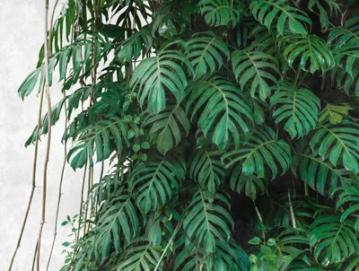 Produktbild von Fototapete Vlies 38241-1 The Wall Monstera 3D 7-tlg. 371 x 280 cm