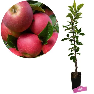 Produktbild von Malus Domestica „Rode Boskoop“ Apfelbaum, Höhe 80 cm, 1,5-Liter-Topf