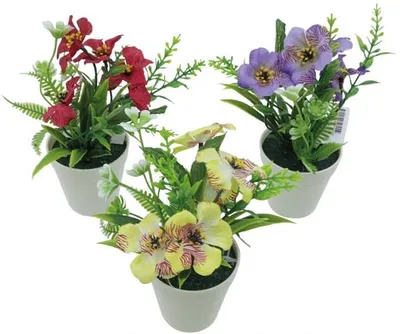 Produktbild von Veilchen Blütenfarbmix 15cm im weissem Topf
