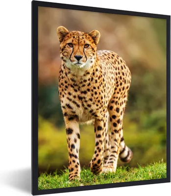 Produktbild von MuchoWow® Gerahmtes Poster Wildtiere - Gras - Leopard - Natur 60x80 cm - Poster mit Schwarzem Bilderrahmen Wandposter Rahmen Foto Bilder - Premium - Wanddeko Wohnzimmer
