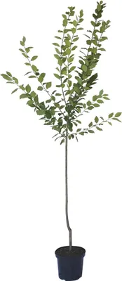 Produktbild von Pflaumenbaum Oullins Reneklode Halbstamm 150-170 cm 9,5 Liter Topf Unterlage: St. Julien A