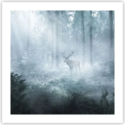 Produktbild von Poster - Poster ohne Rahmen - Hirsch Wald Morgendämmerung - 50x50 cm - Wand Bild - Wanddeko - Wandbilder - Kunstposter - Wandposter - Bilder - Kunstdruck - Wanddekoration - Wandbild - P2XAC50x50-4667