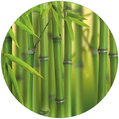 Produktbild von Wallario Premium Glasbild, freischwebende Optik, kräftige Farben, rund 50cm Durchmesser, Motiv Grüner Bambuswald