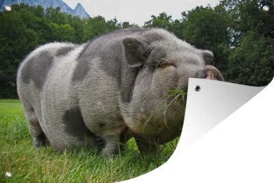 Produktbild von MuchoWow® 120x80 cm Outdoor-Poster Gartendeko Sichtschutz Garten Poster für den Garten Pendelschwein - Gras - Tiere