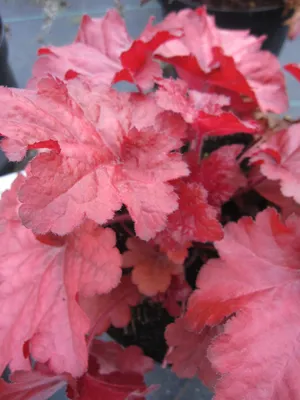 Produktbild von Heuchera x cultorum Forever Red - Purpurglöckchen Forever Red - Blattschmuckpflanze