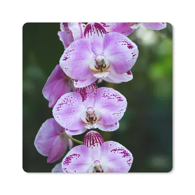 Produktbild von MuchoWow® Mauspad Mousepad Blühende Orchideen 20x20 cm - Mousepads - Maus Mat - Pad - Mausunterlage - Desk Mat - Bureauartikeln