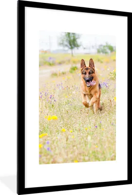 Produktbild von MuchoWow® Gerahmtes Poster Deutscher Schäferhund geht zwischen den bunten Blumen 60x90 cm - Poster mit Schwarzem Bilderrahmen Wandposter Rahmen Foto Bilder - Dekoration - Wandposter Wohnzimmer - Hochwertig