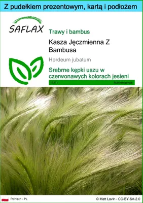 Zdjęcie produktu dla SAFLAX - Zestaw prezentowy - Kasza Jęczmienna Z Bambusa - 70 Nasiona - Z pudełkiem upominkowym, etykietą wysyłkową, kartą podarunkową i podłożem uprawowym - Hordeum jubatum