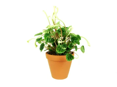Obrázok produktu pre Gardners Peperomia caperata Lilian, priemer 12 cm