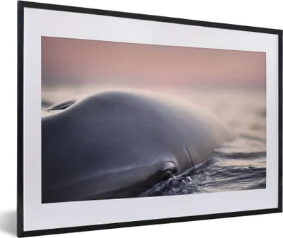 Produktbild von MuchoWow® MuchoWow® Gerahmtes Poster Delfin - Wasser - Nahaufnahme 60x40 cm - Poster mit zchwarzem Bilderrahmen - Schlafzimmer - Plakat in Rahmen - Drucken