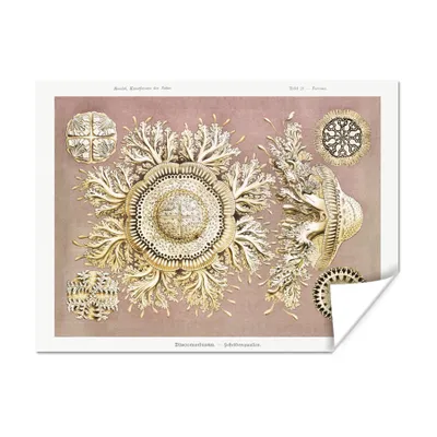 Produktbild von MuchoWow® Poster Jahrgang - Ernst Haeckel - Qualle - Kunst 160x120 cm - Foto Plakat