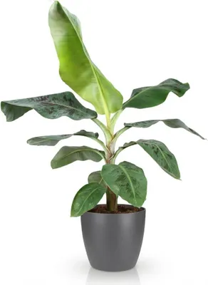 Immagine prodotto di Musa acuminata Dwarf Cavendish, pianta di banana verde, 70 cm x 21 cm, pianta da appartamento, decorativa