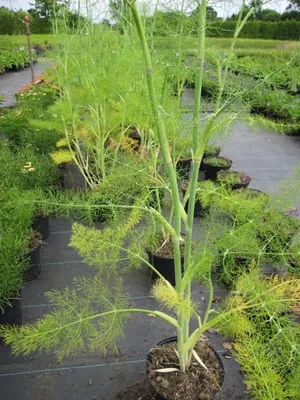 Produktbild von Gewürz-Fenchel - Foeniculum vulgare - Ursprungsart