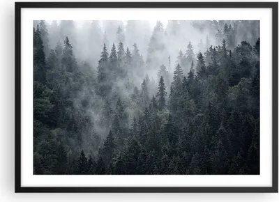 Produktbild von Gerahmtes Poster - Schwarzer Rahmen - Wald Baum Natur - 70x50 cm - Wand Bild - Wanddeko - Wandbilder - Kunstposter - Wandposter - Bilderrahmen - Bilder - Kunstdruck - Wandbild - P2BAA70x50-4074