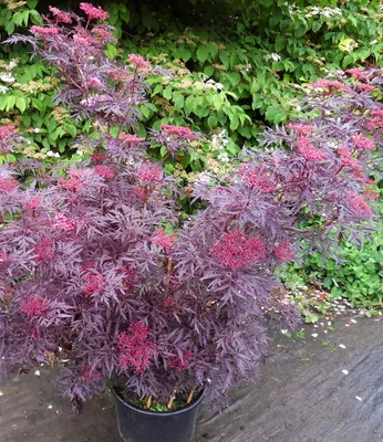 Produktbild von BALDUR Garten 1x Terrassen-Holunder Cherry Lace®, Pflanze im 9x9 cm-Topf, Blüten und reife Beeren vielseitig verwendbar, winterhart, pflegeleicht, Wasserbedarf gering, blühend, Sambucus nigra