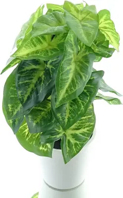 Produktbild von GASPER Syngoniumpflanze mit 24 Blättern im Kunststofftopf 24 cm - Kunstpflanzen