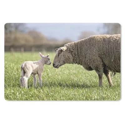 Produktbild von MuchoWow® Schreibtischunterlage Schafe - Gras - Lamm 60x40 cm - XXL Mauspad - Großes Mauspad